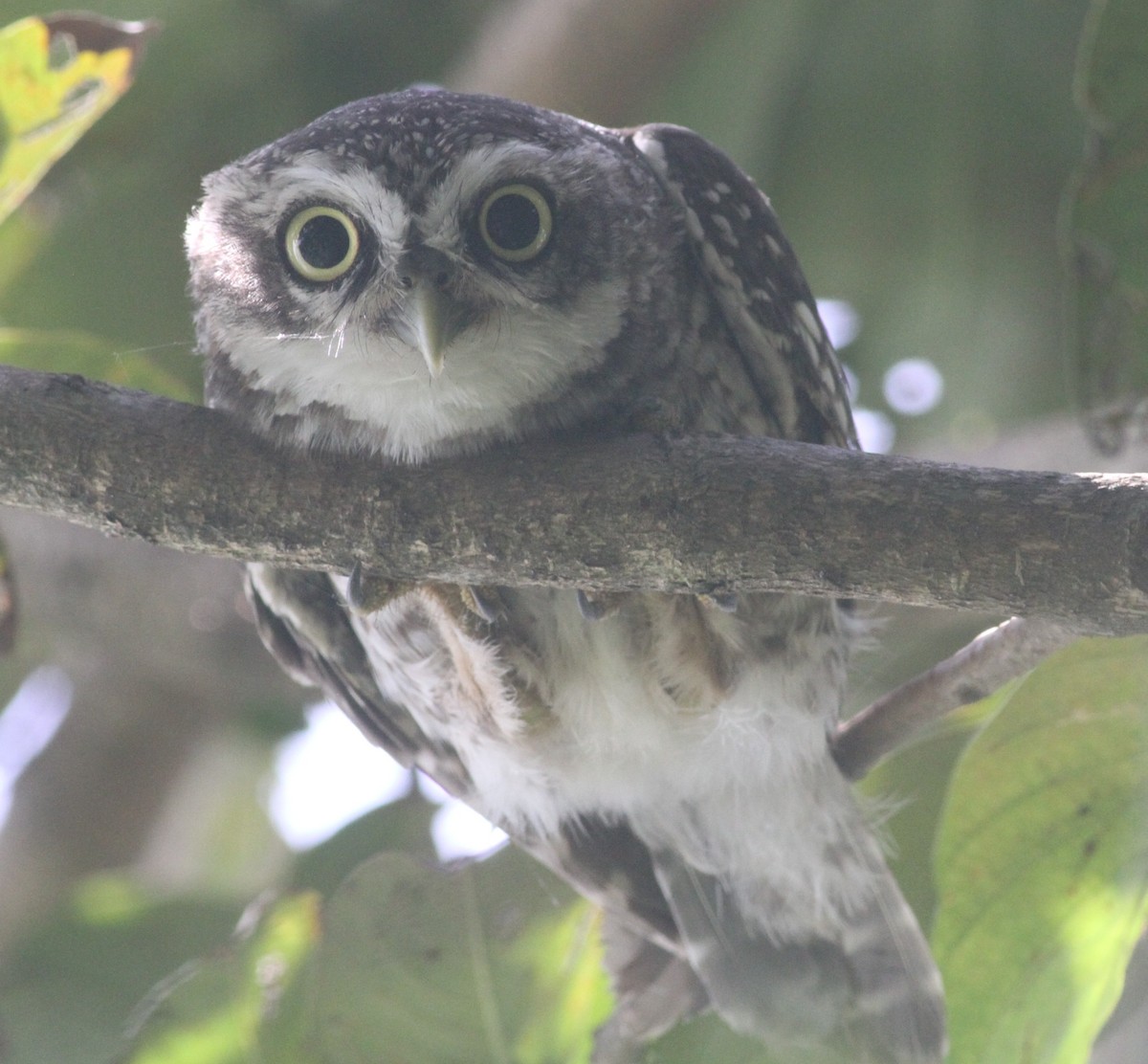 Spotted Owlet - Manoj Karingamadathil
