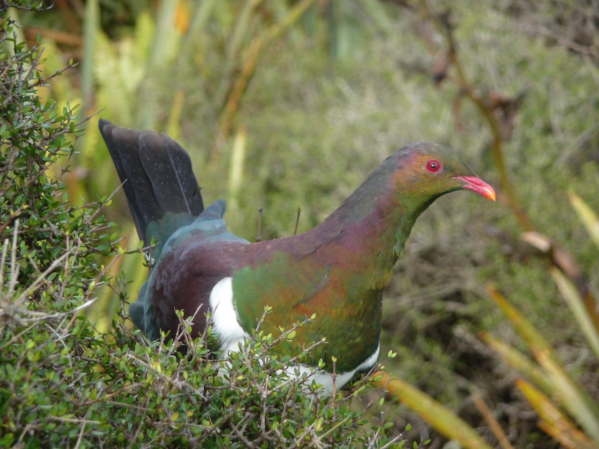 New Zealand Pigeon - ML36429181