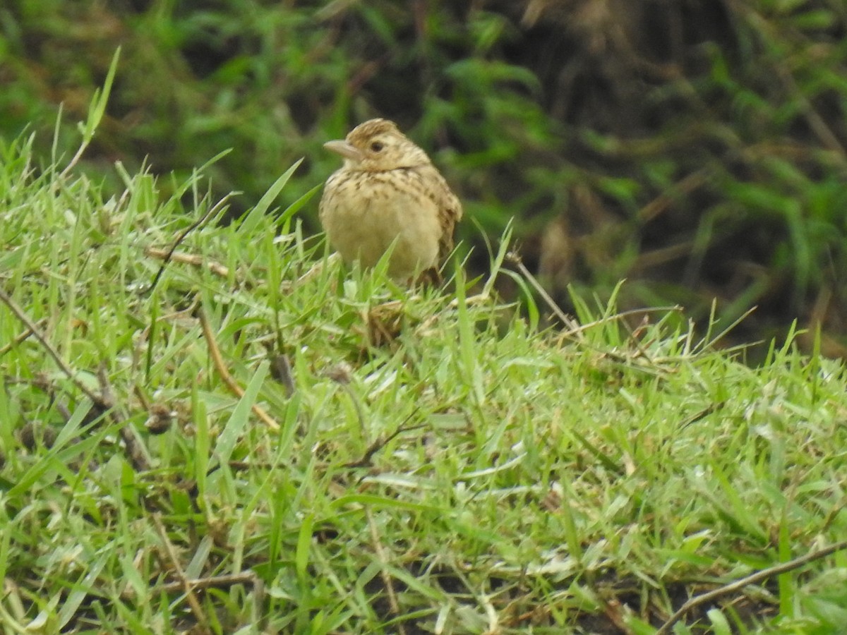 pipit sp. - ML364292061