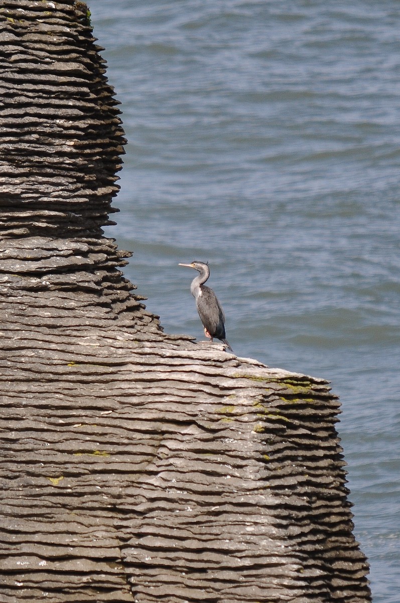 Spotted Shag - ML364299021