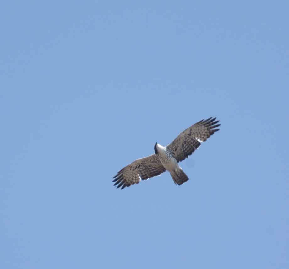 Ayres's Hawk-Eagle - Amit Bandekar