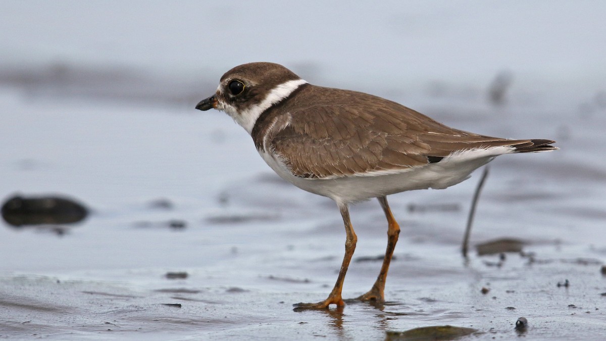 Semipalmated Plover - ML36431371