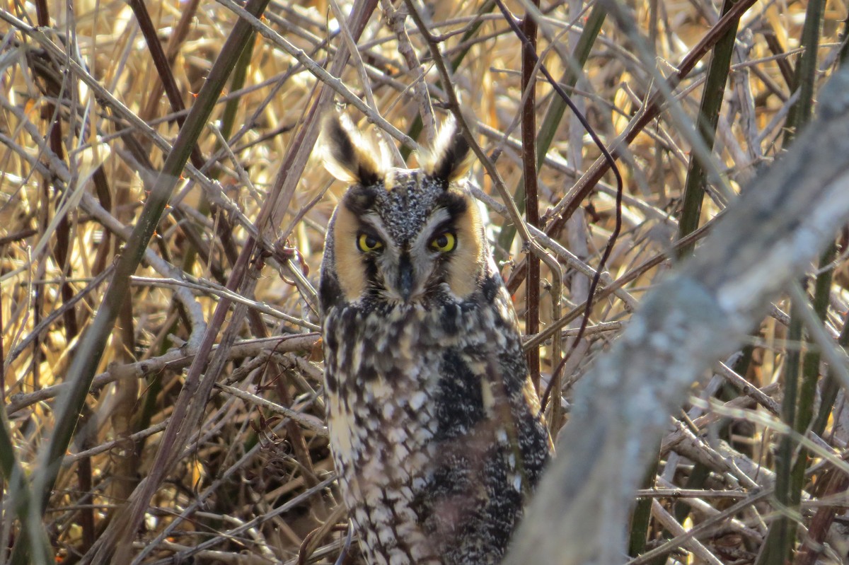 Long-eared Owl - Gary Bowman