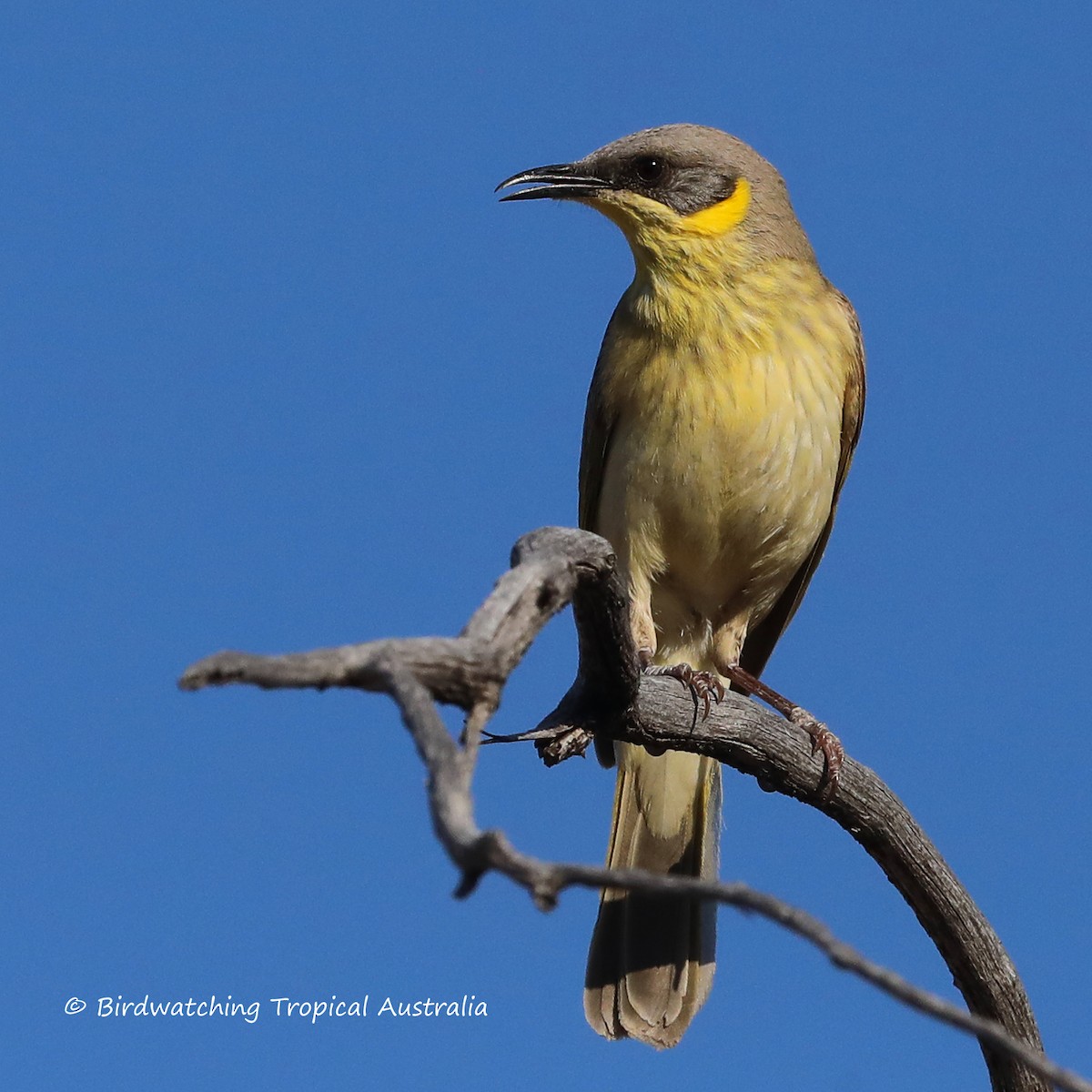 Gray-headed Honeyeater - Doug Herrington || Birdwatching Tropical Australia Tours