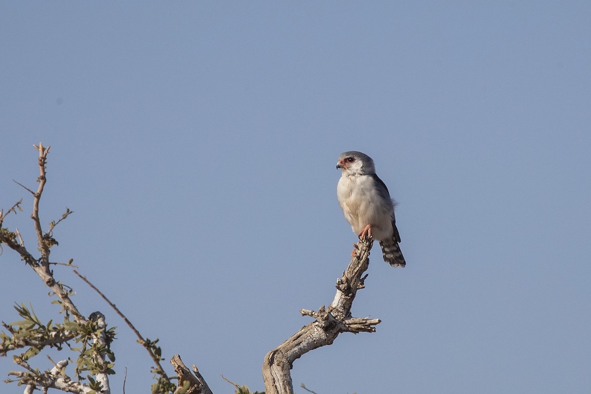 Pygmy Falcon - Niall D Perrins