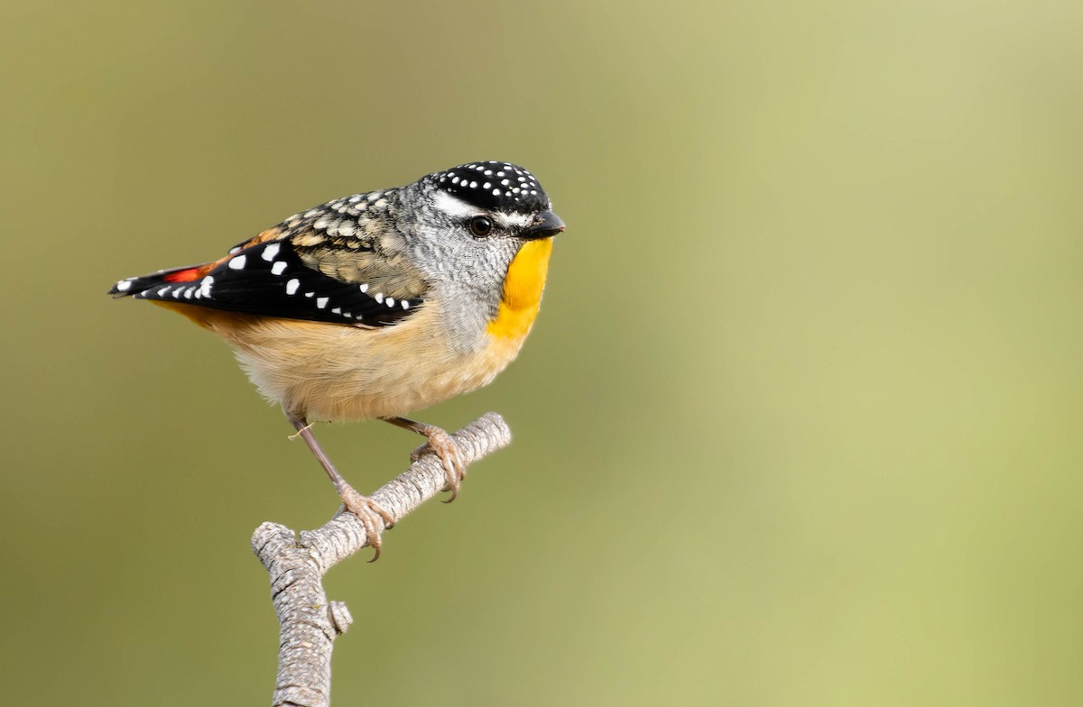 Spotted Pardalote (Spotted) - Zebedee Muller