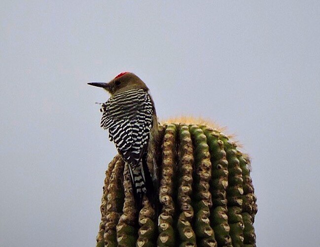 Gila Woodpecker - ML36432861