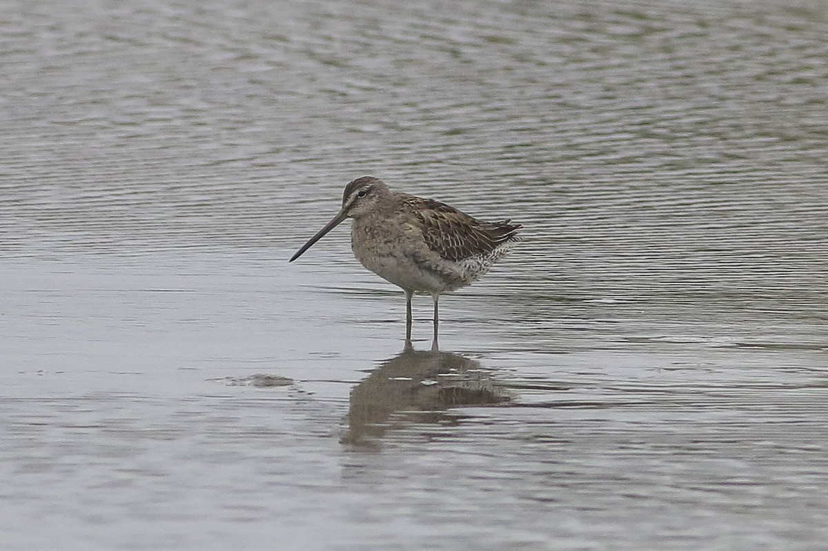 Long-billed Dowitcher - ML36433111