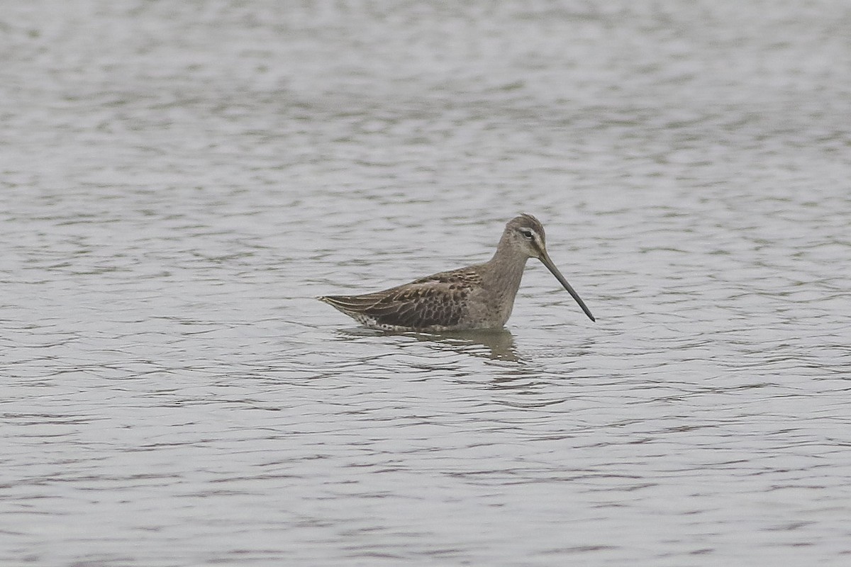 Long-billed Dowitcher - ML36433121