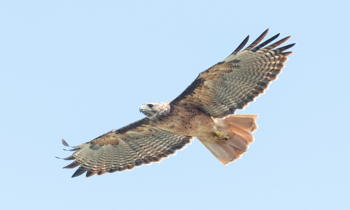 Red-tailed Hawk (calurus/alascensis) - ML364333071