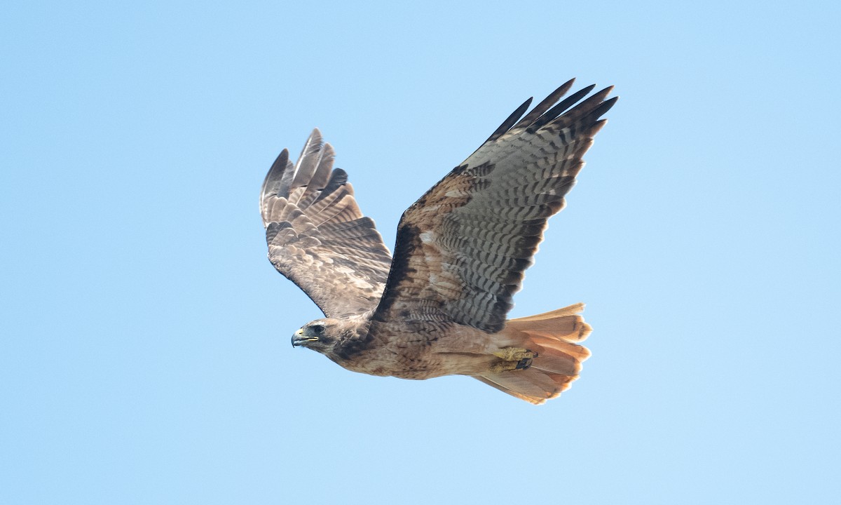 Red-tailed Hawk (calurus/alascensis) - ML364333121