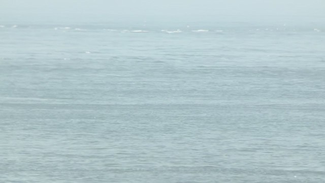 黃蹼洋海燕 - ML364343621