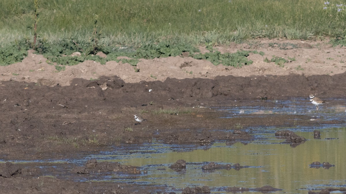 Semipalmated Plover - ML364344201