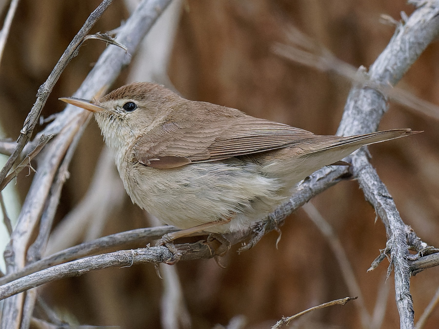 Sykes's Warbler - Vincent Wang