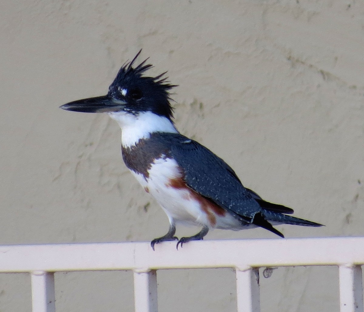 Belted Kingfisher - ML36434591
