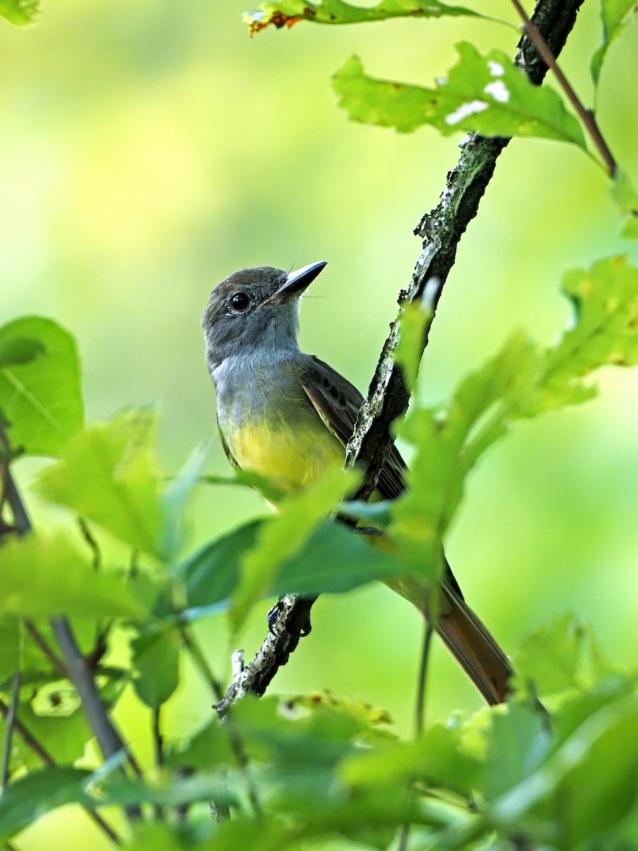Great Crested Flycatcher - ML364350271