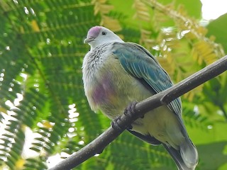  - Cook Islands Fruit-Dove