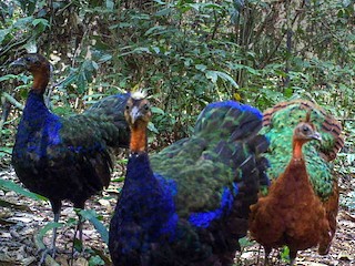  - Congo Peacock