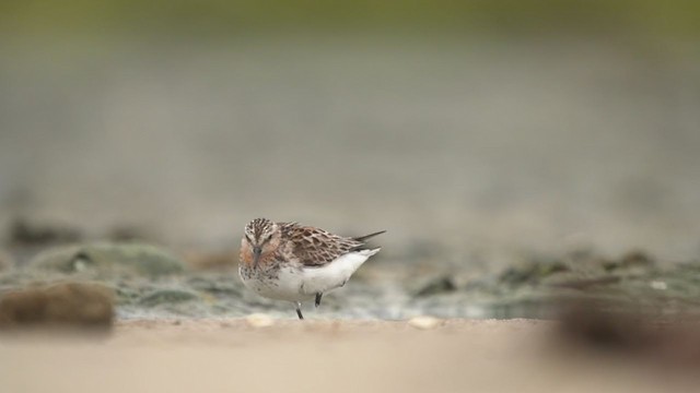  - Red-necked Stint