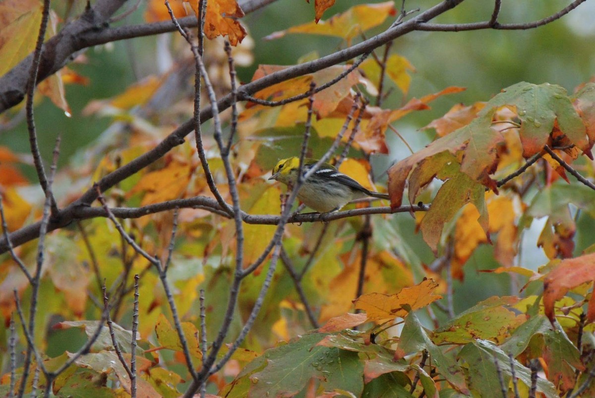 Black-throated Green Warbler - Andrew Simon