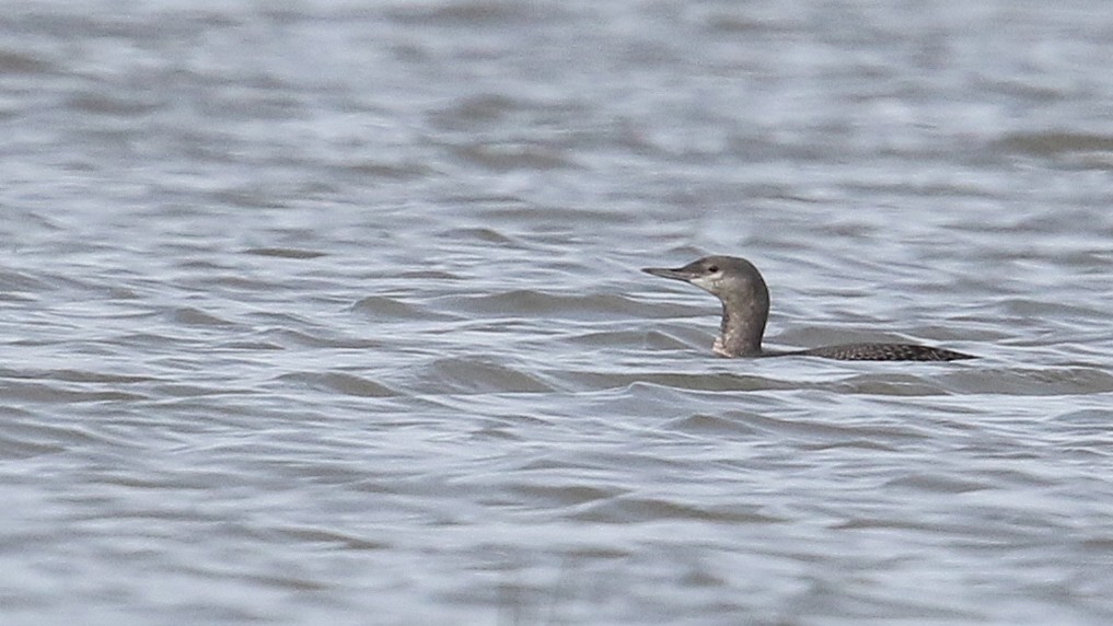 Red-throated Loon - ML36435961