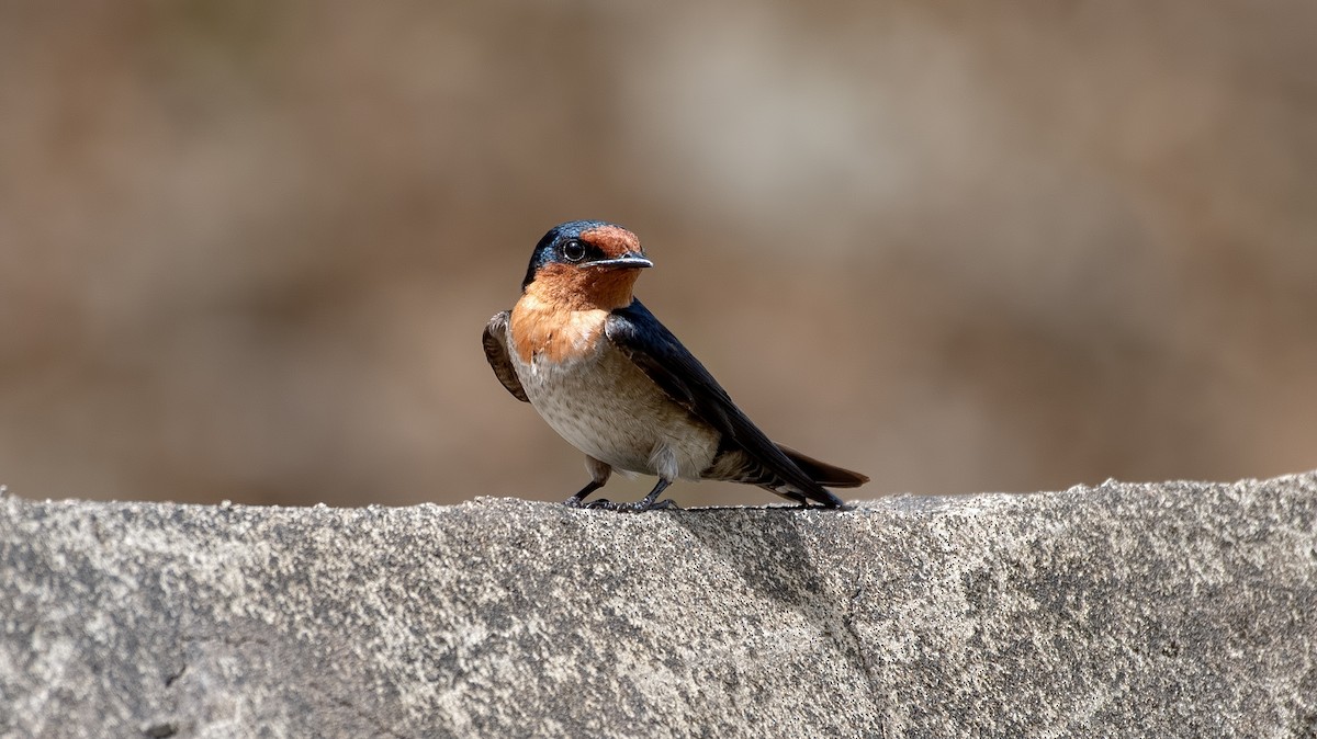 Pacific Swallow - ML364360281