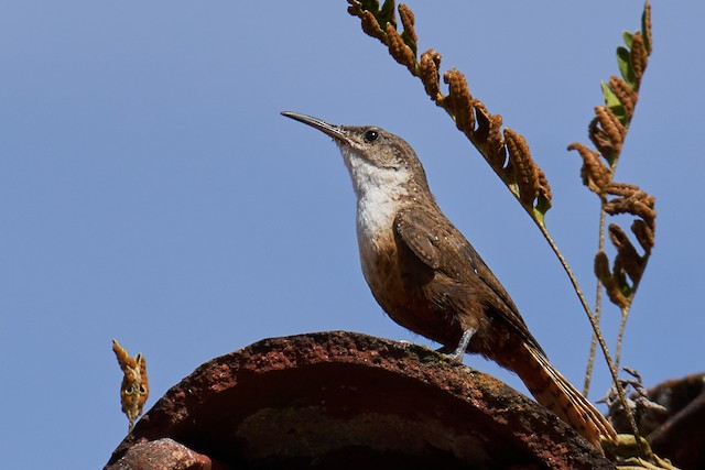 Lateral view (subspecies <em class="SciName notranslate">mexicanus</em>). - Canyon Wren - 