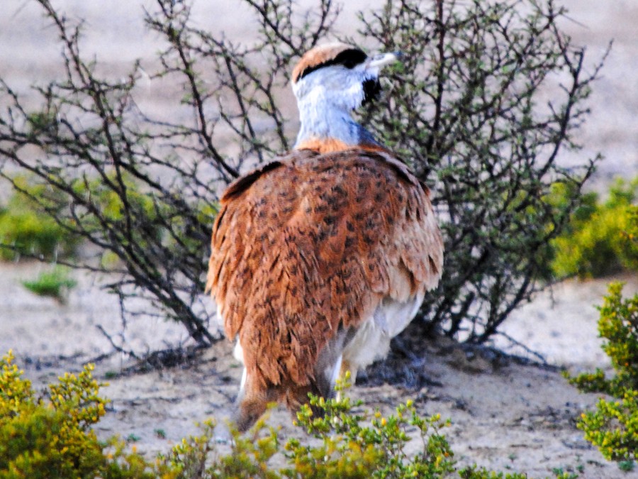 Nubian Bustard - eBird