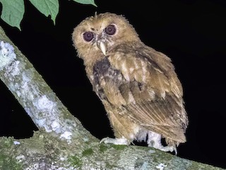 Juvenile - Bradley Hacker 🦜 - ML364372921