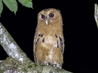 Juvenile - Bradley Hacker 🦜 - ML364372941