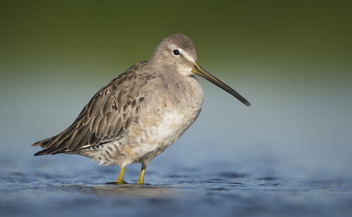 Long-billed Dowitcher - ML364373411