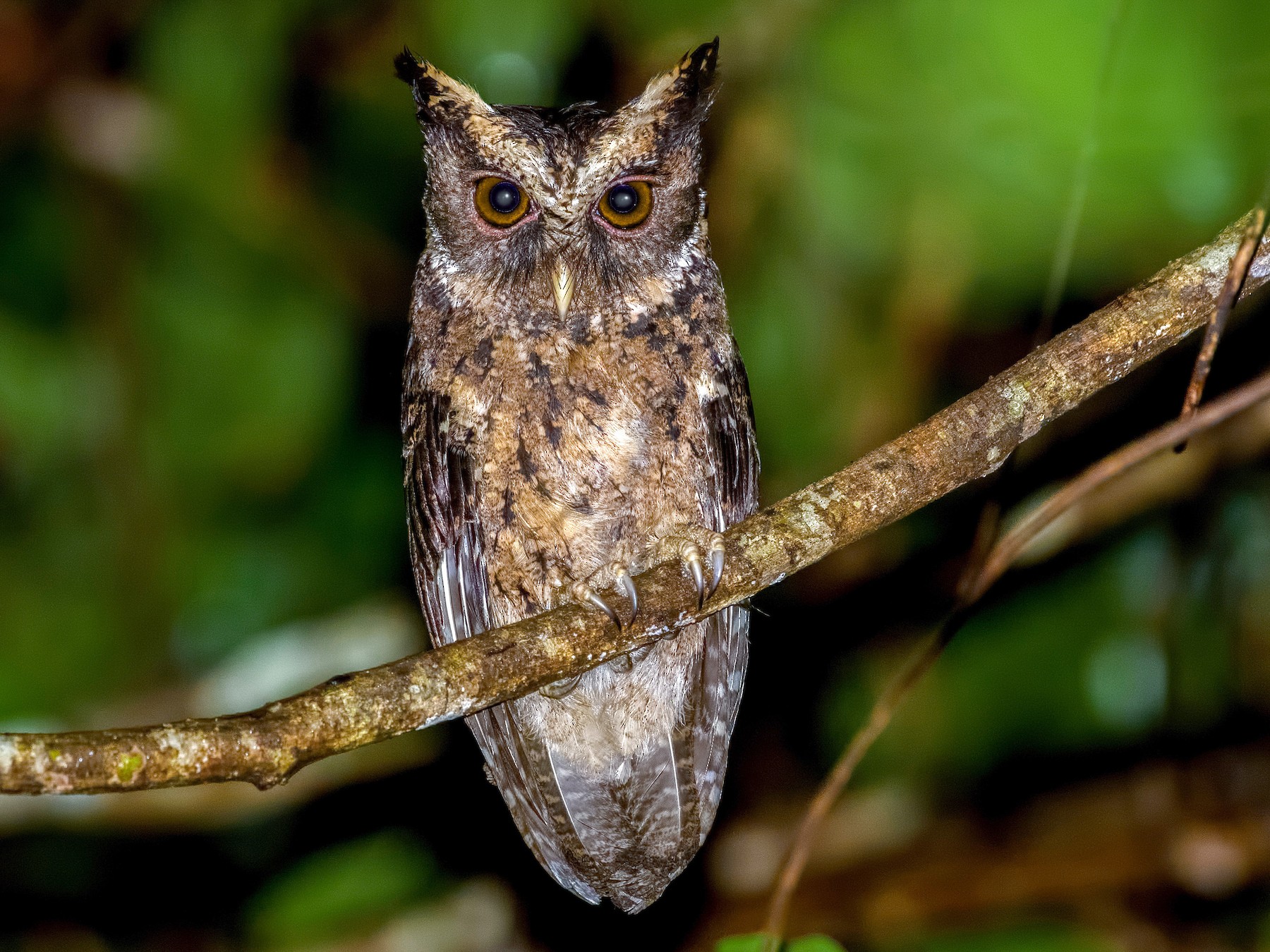 Palawan Scops-Owl - Shailesh Pinto