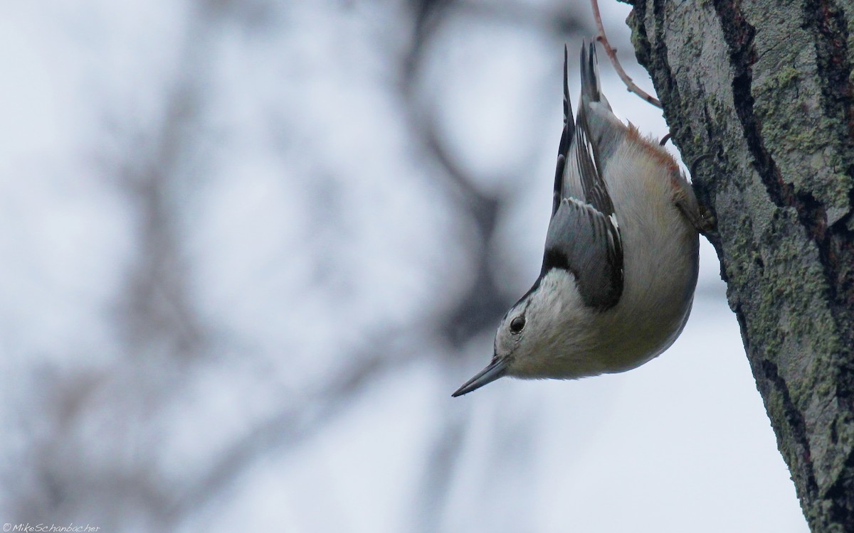 White-breasted Nuthatch - ML36438841