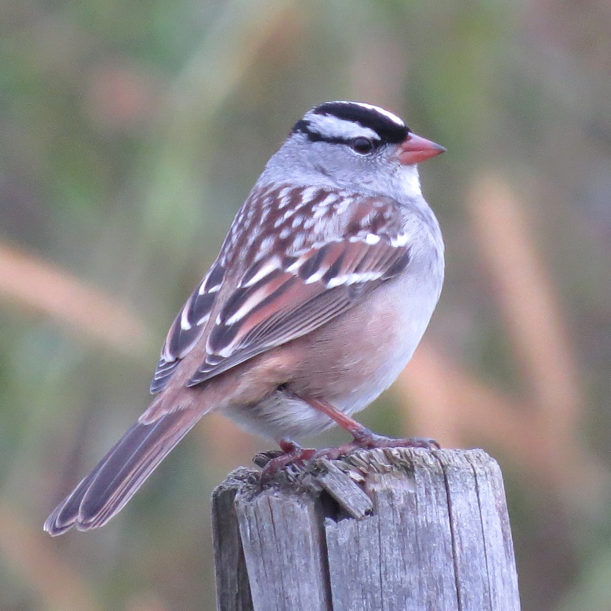 White-crowned Sparrow - Charlotte Bill