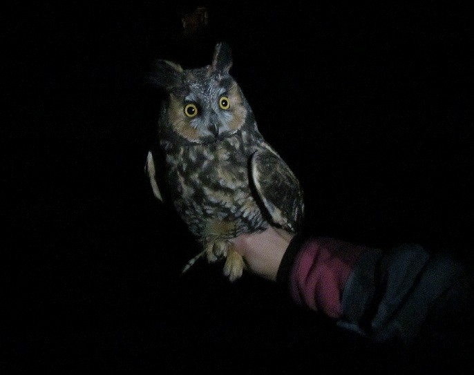 Long-eared Owl - Kenneth G.D. Burrell