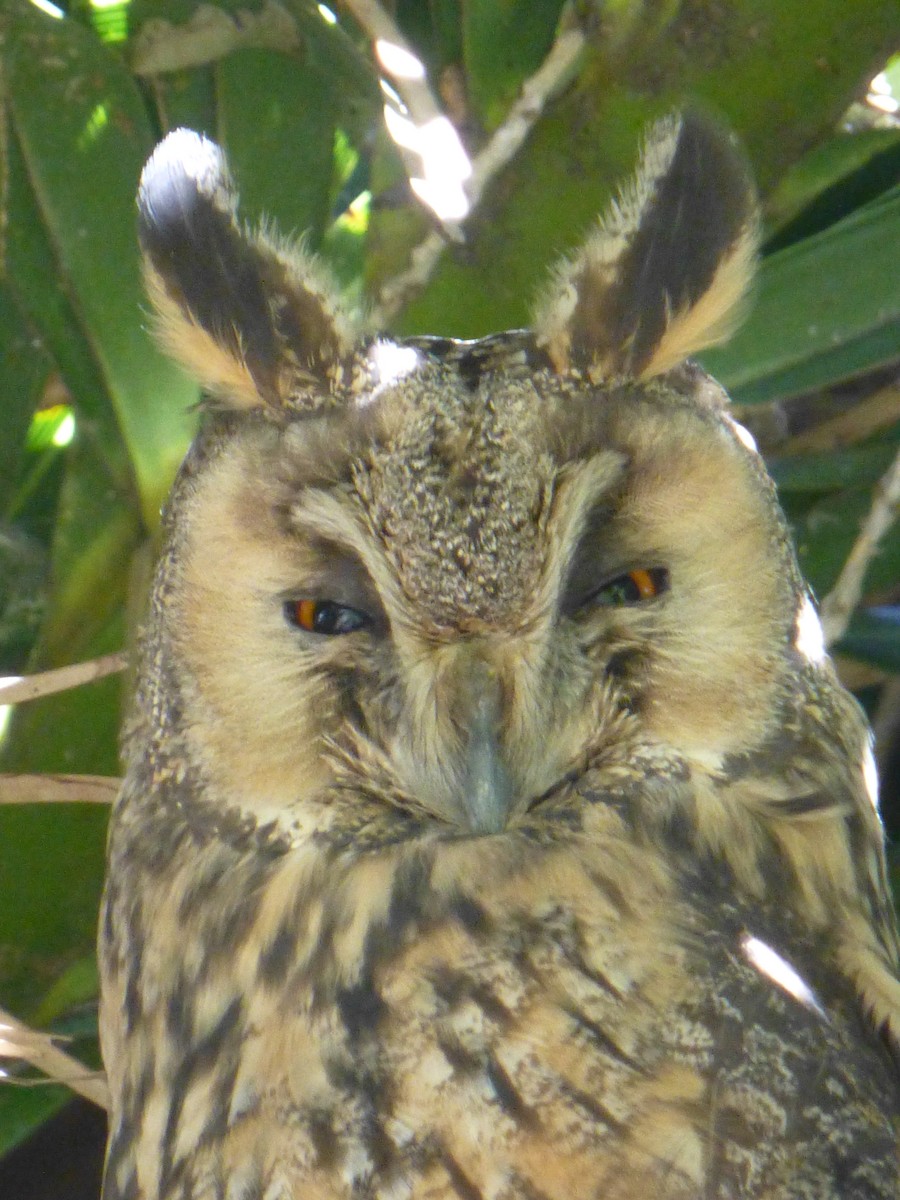 Long-eared Owl - Helder Vieira