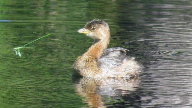 Pied-billed Grebe - Claudia Ahrens