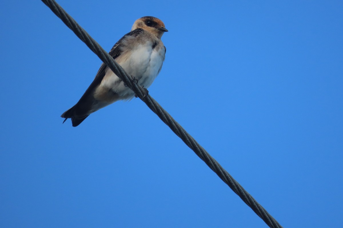 Cave Swallow - ML364402611