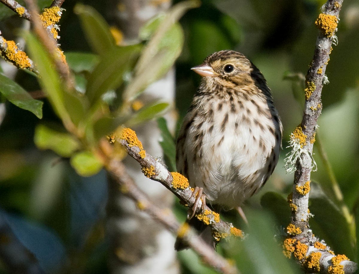 Savannah Sparrow - ML36440451