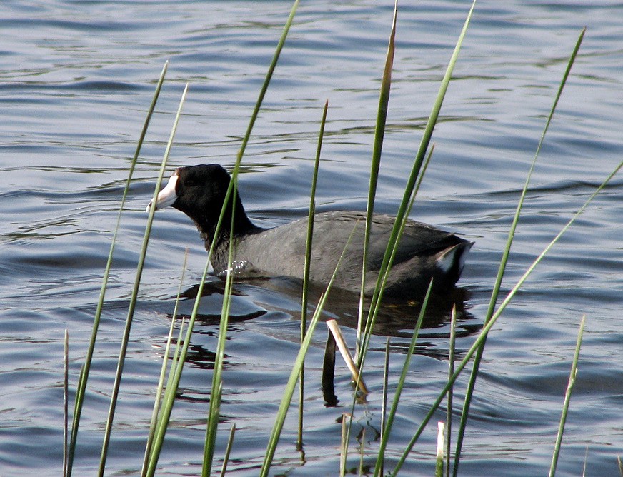 American Coot (Red-shielded) - ML36440691
