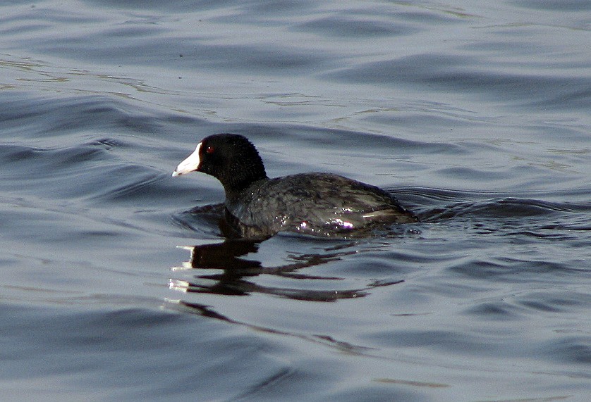 American Coot (Red-shielded) - ML36440711