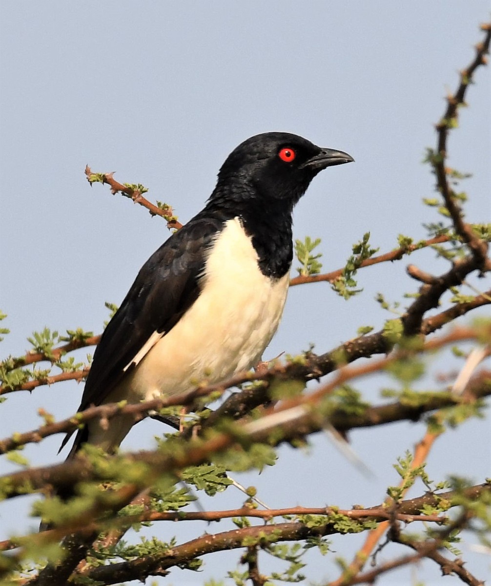 Magpie Starling - ML364408191