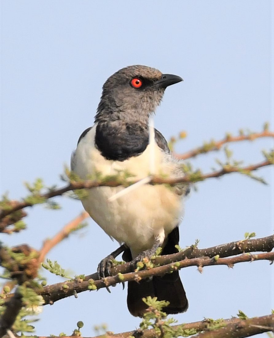 Magpie Starling - ML364408221