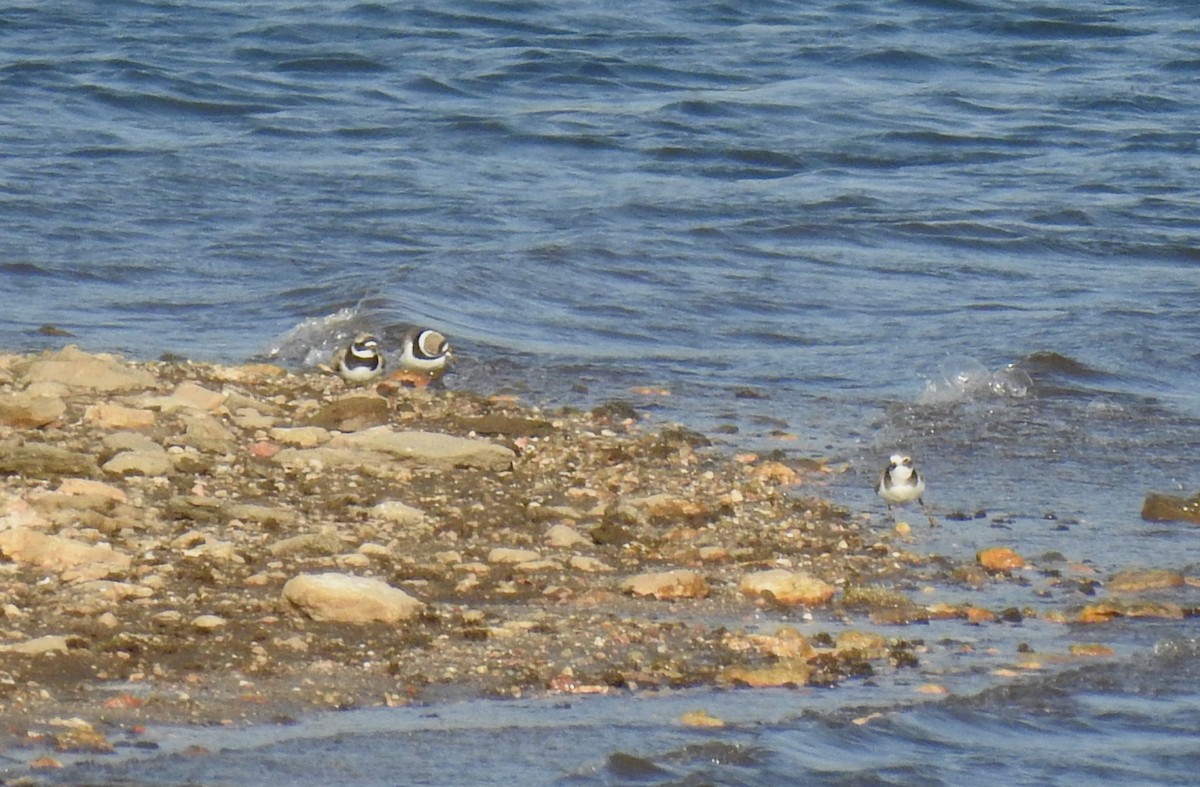 Common Ringed Plover - ML364411051