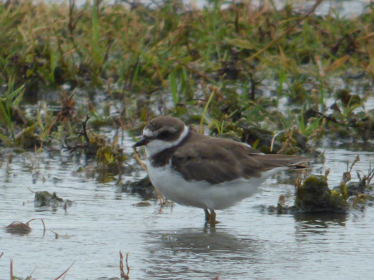 Semipalmated Plover - ML364415711