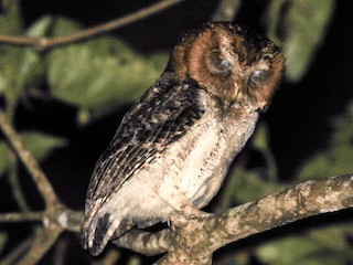 - Negros Scops-Owl