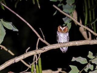  - Negros Scops-Owl