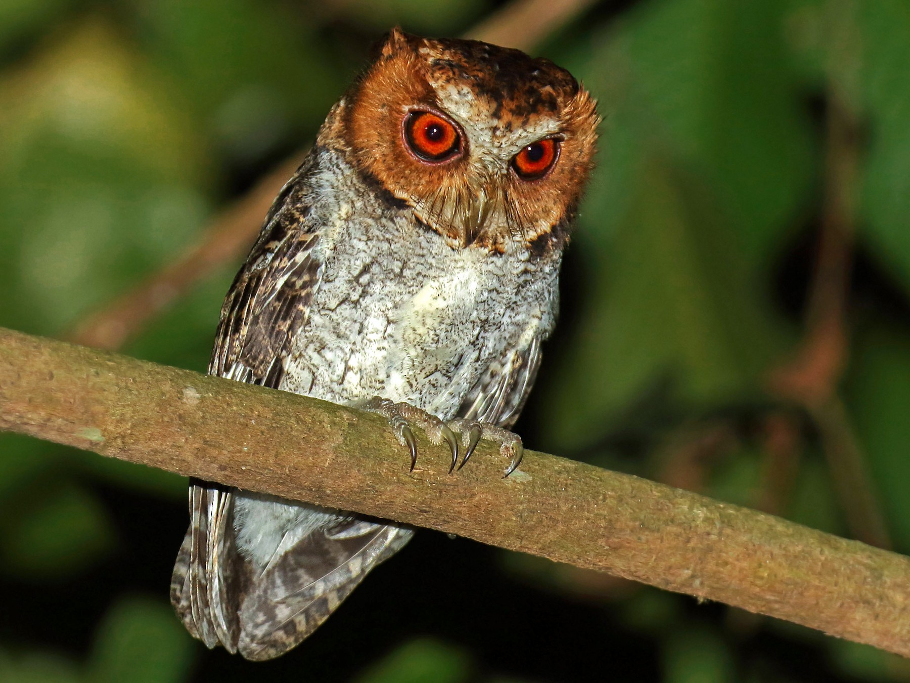 Negros Scops-Owl - daniel lopez velasco