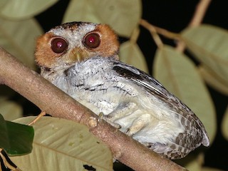  - Negros Scops-Owl