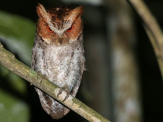  - Negros Scops-Owl